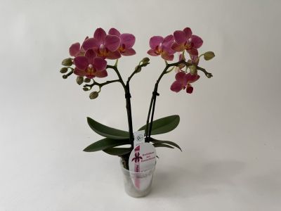 A flowering Phalaenopsis Indy orchid with two upright spikes bearing many bright magenta-coloured flowers and several buds. The flowers have yellowish-orange markings in the centre and are presented in a transparent pot.